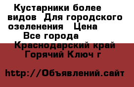 Кустарники более 100 видов. Для городского озеленения › Цена ­ 70 - Все города  »    . Краснодарский край,Горячий Ключ г.